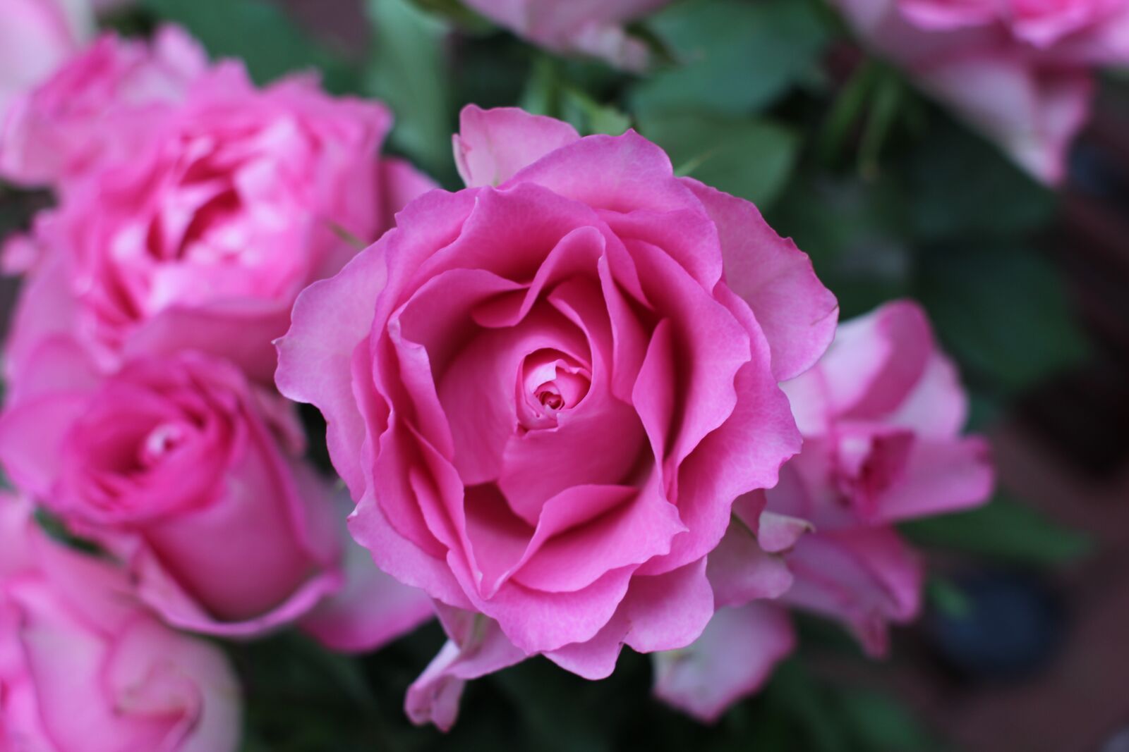 Canon EF 28mm F1.8 USM sample photo. Flower, rose, pink photography