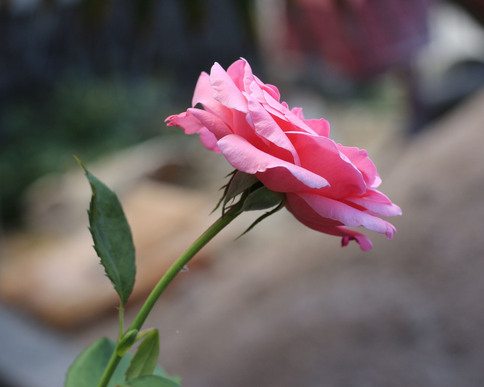 Canon EOS 700D (EOS Rebel T5i / EOS Kiss X7i) sample photo. Rose, pink rose, flowers photography