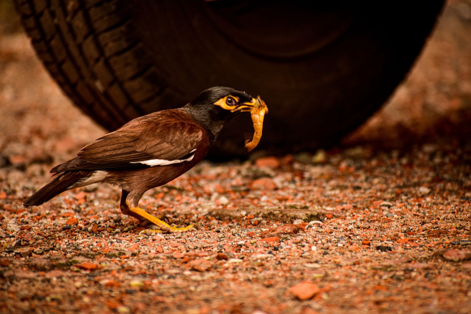 Nikon D3400 sample photo. Bird, insect, ground photography