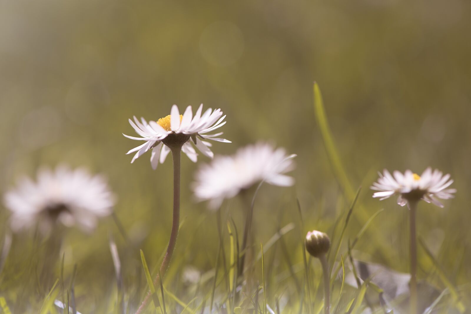 Nikon D750 sample photo. Daisy, flower, pointed flower photography