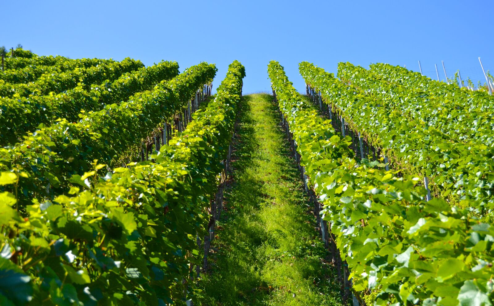 Nikon D3200 sample photo. Vineyard, series, mountain photography