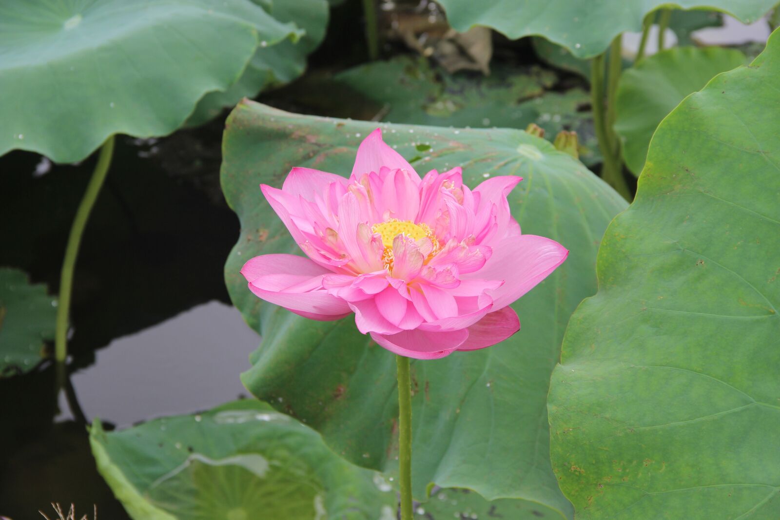 Canon EOS 600D (Rebel EOS T3i / EOS Kiss X5) sample photo. Lotus, leaf, lake photography