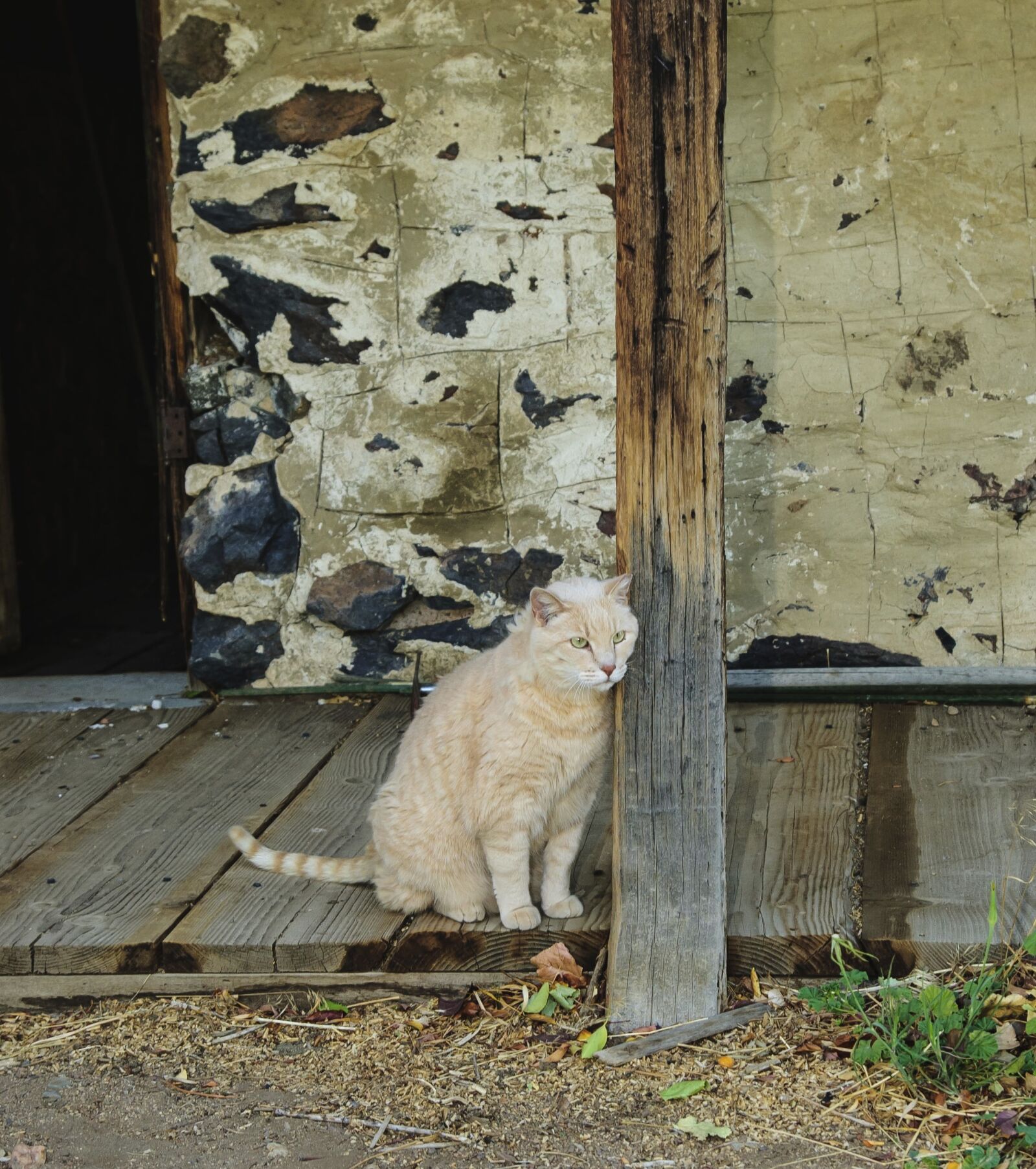 Nikon D300 sample photo. Cat, barn, old photography