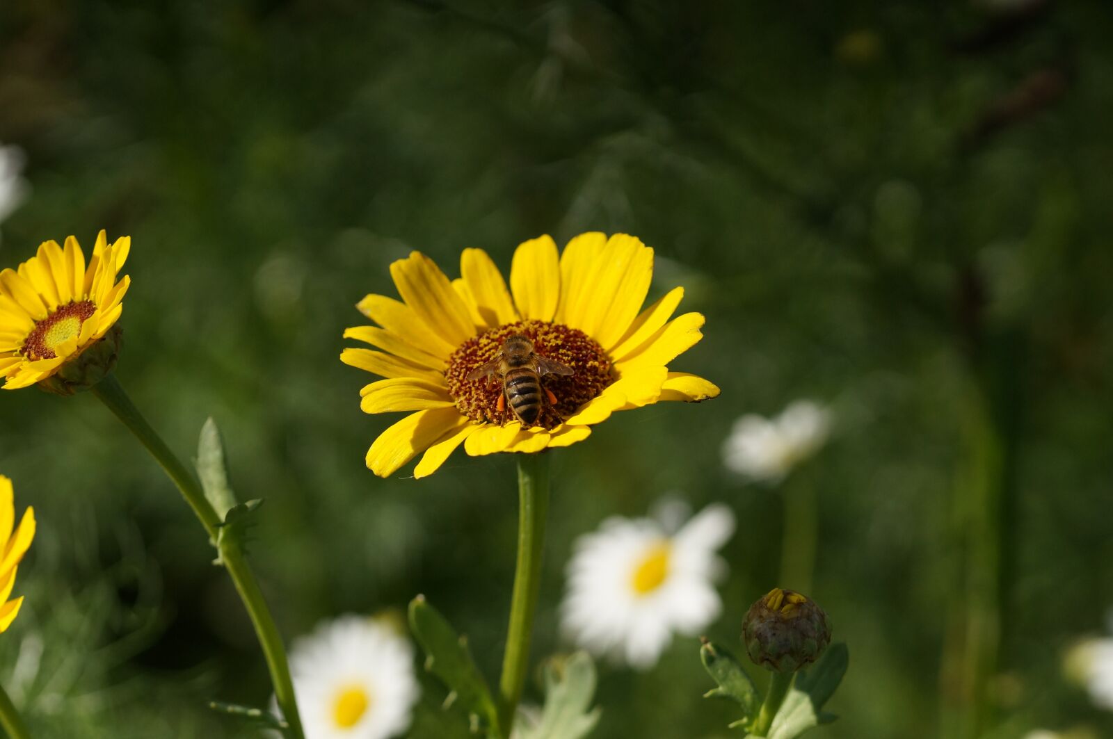 Sony SLT-A57 + 105mm F2.8 sample photo. Bee, flower, yellow photography