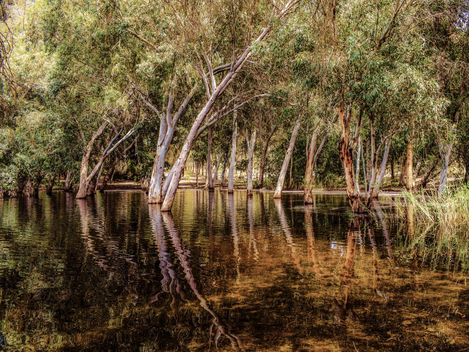 Nikon D3300 sample photo. Lake, forest, park photography