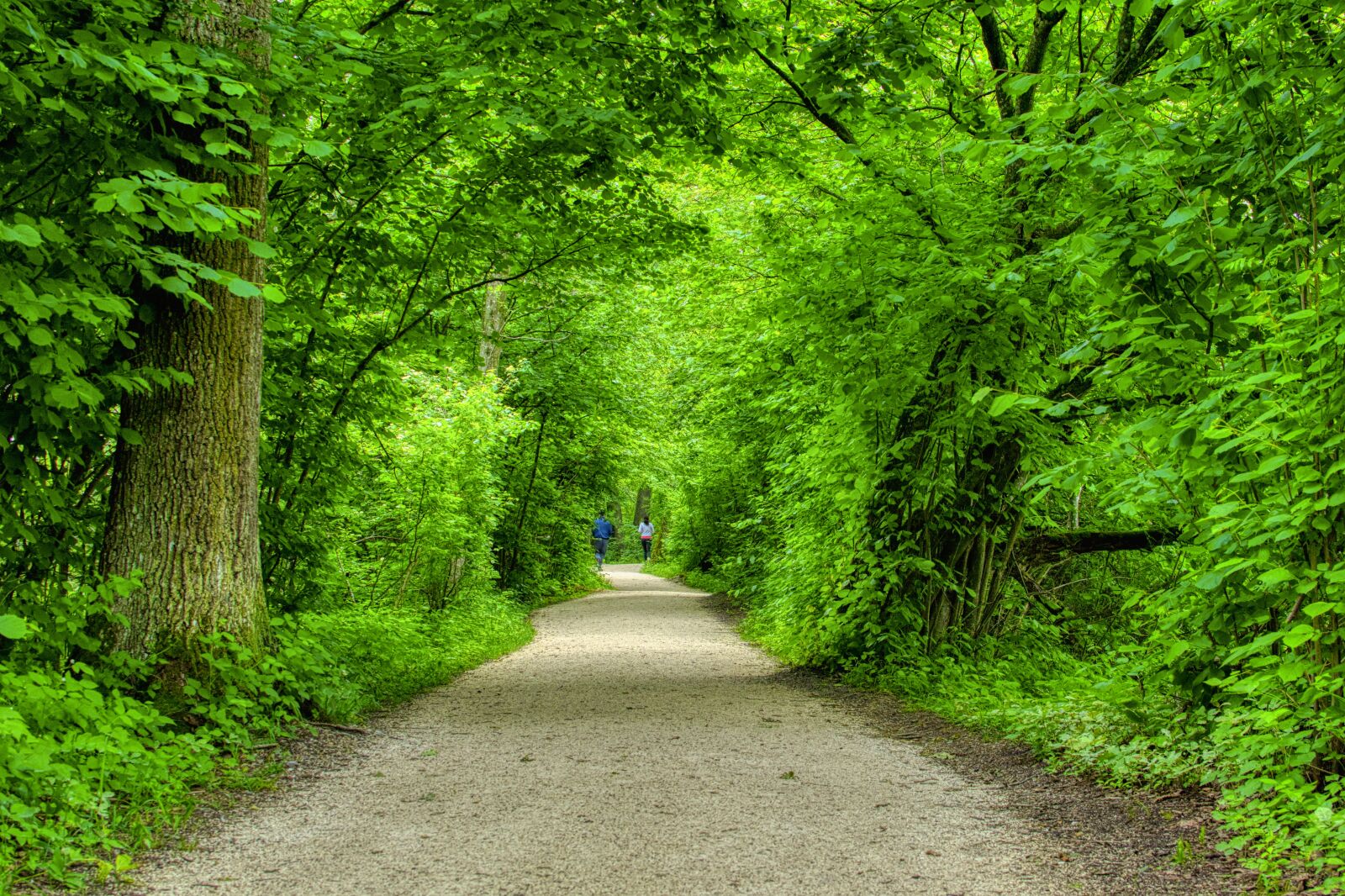 Nikon D7100 sample photo. Forest path, avenue, nature photography