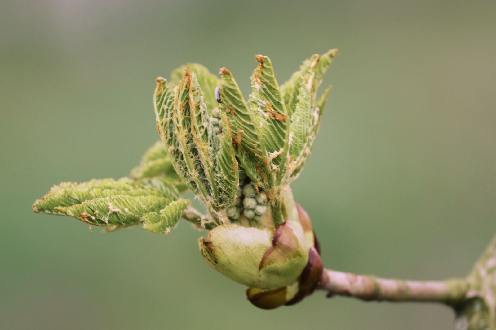Canon EOS 200D (EOS Rebel SL2 / EOS Kiss X9) sample photo. Bud, chestnut, leaf bud photography