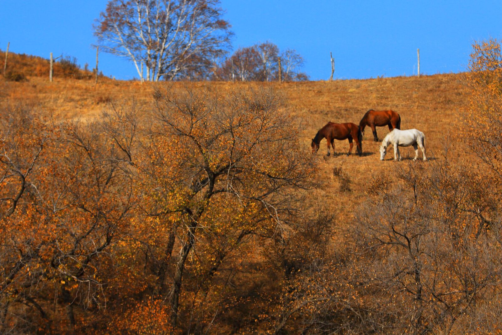 Canon EOS 70D + Canon EF 70-200mm F2.8L IS USM sample photo. Autumn, the scenery, tree photography