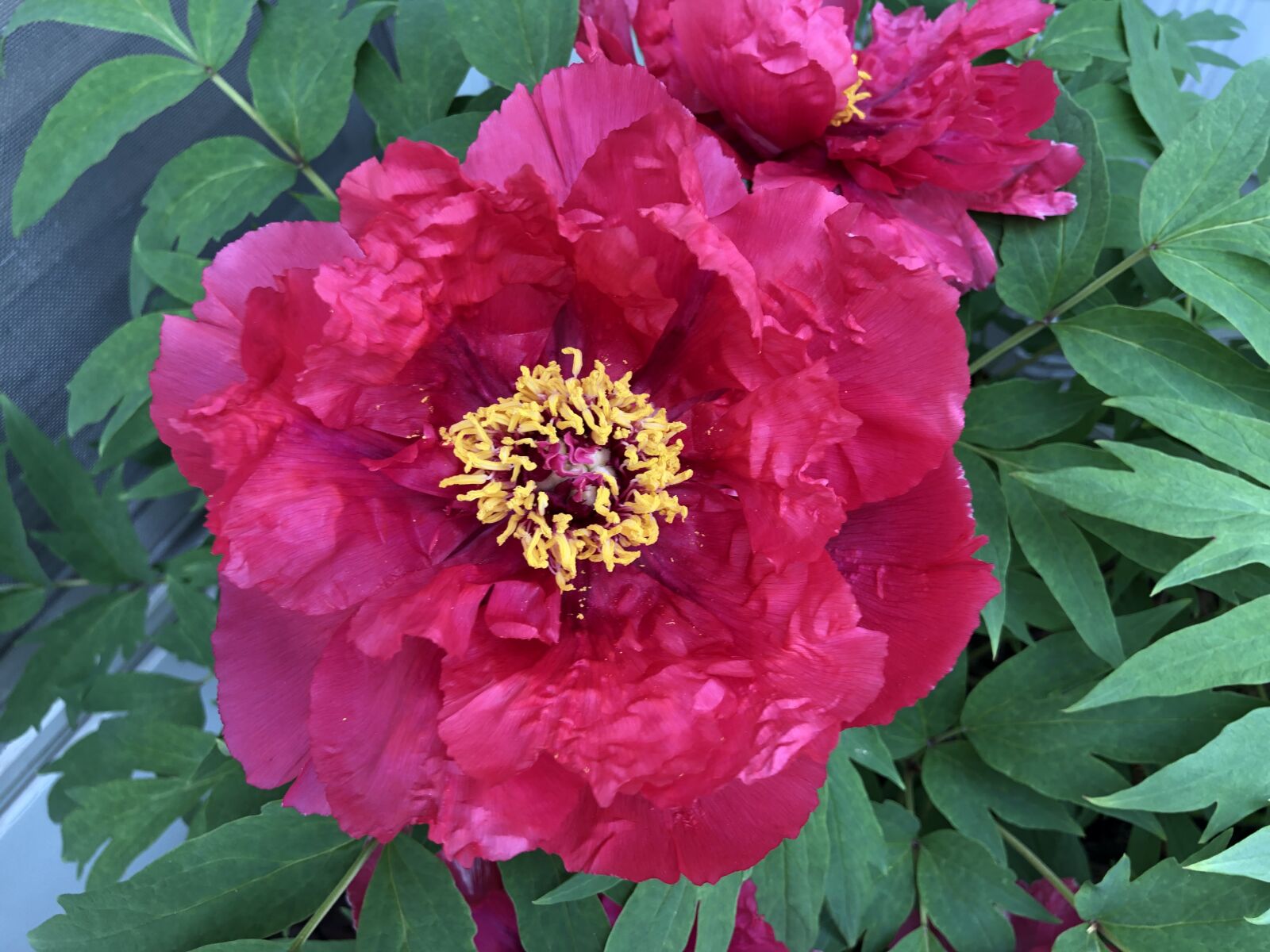 iPhone 8 back camera 3.99mm f/1.8 sample photo. Pink peony, flower, peony photography