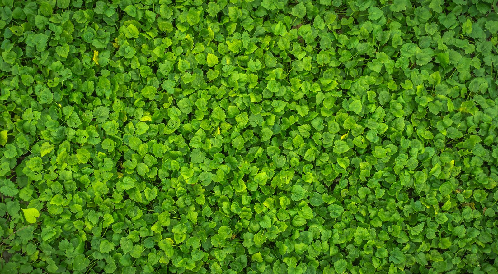 Sony Alpha NEX-5N sample photo. Leaf, grass, nature photography