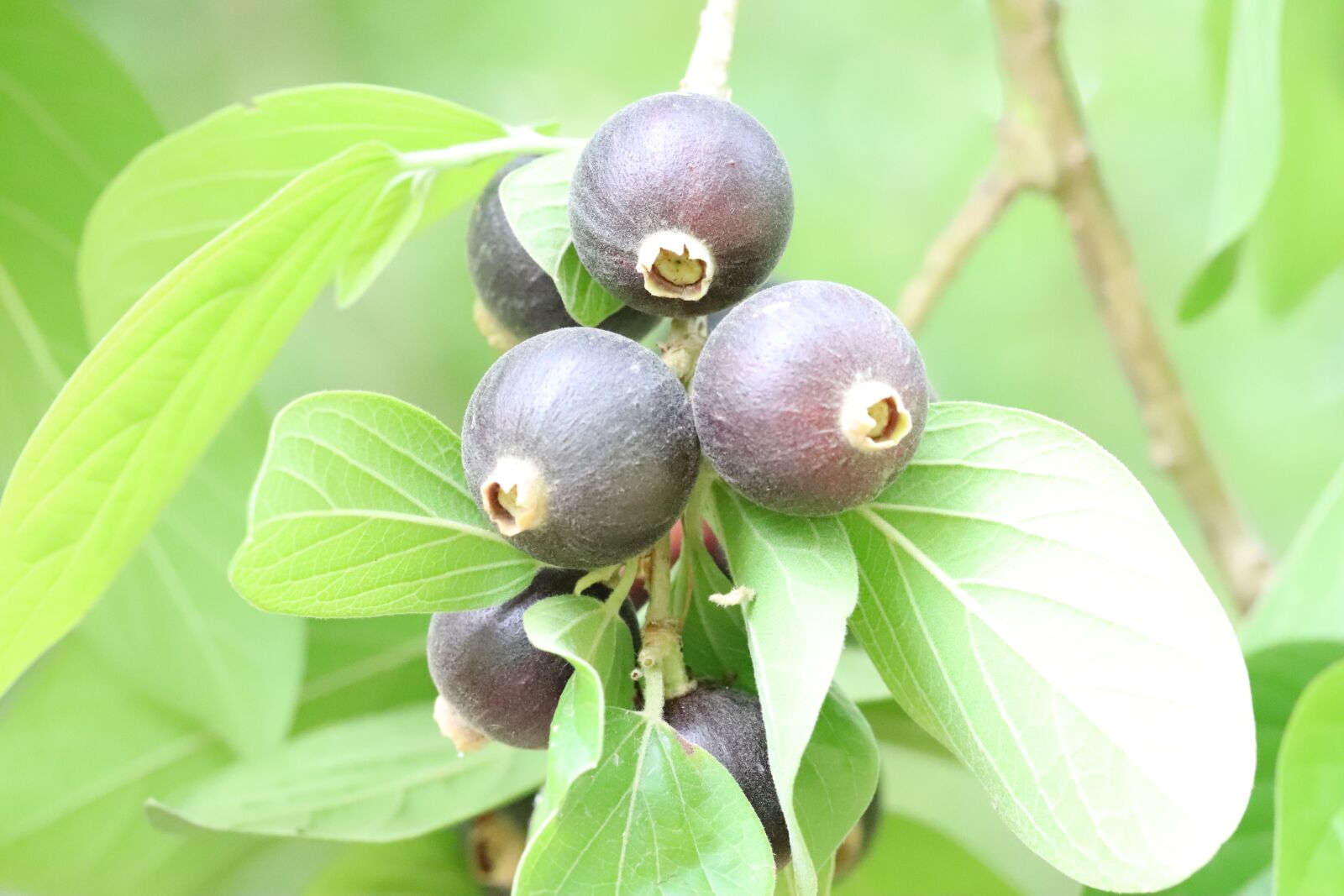 Canon EOS 77D (EOS 9000D / EOS 770D) sample photo. Allangium, salviifolium, fruit photography