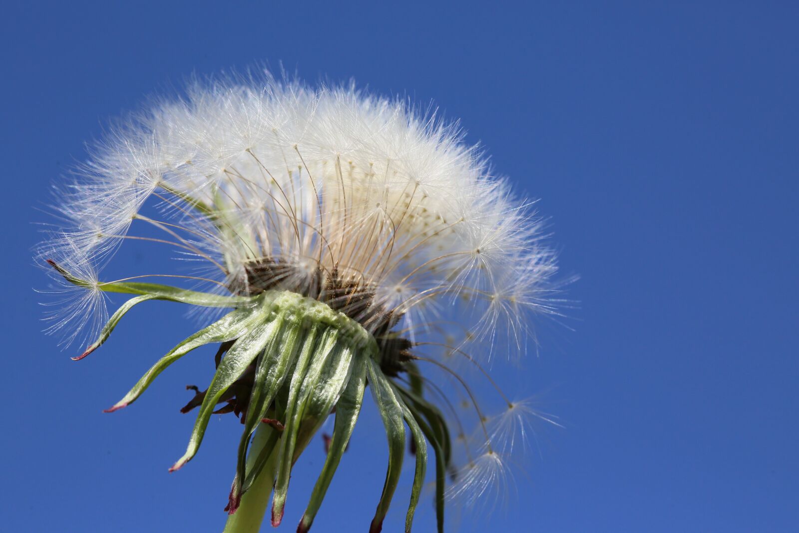 Canon EF 100mm F2.8L Macro IS USM sample photo. Flower, dandelion, white photography
