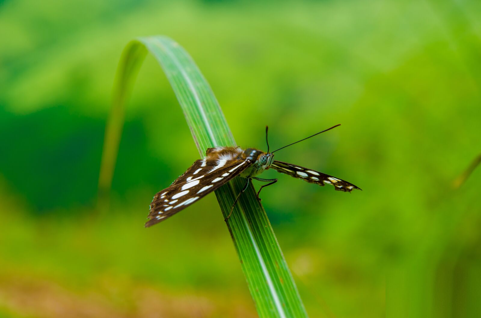Nikon D7000 sample photo. Nature, outdoors, insect photography