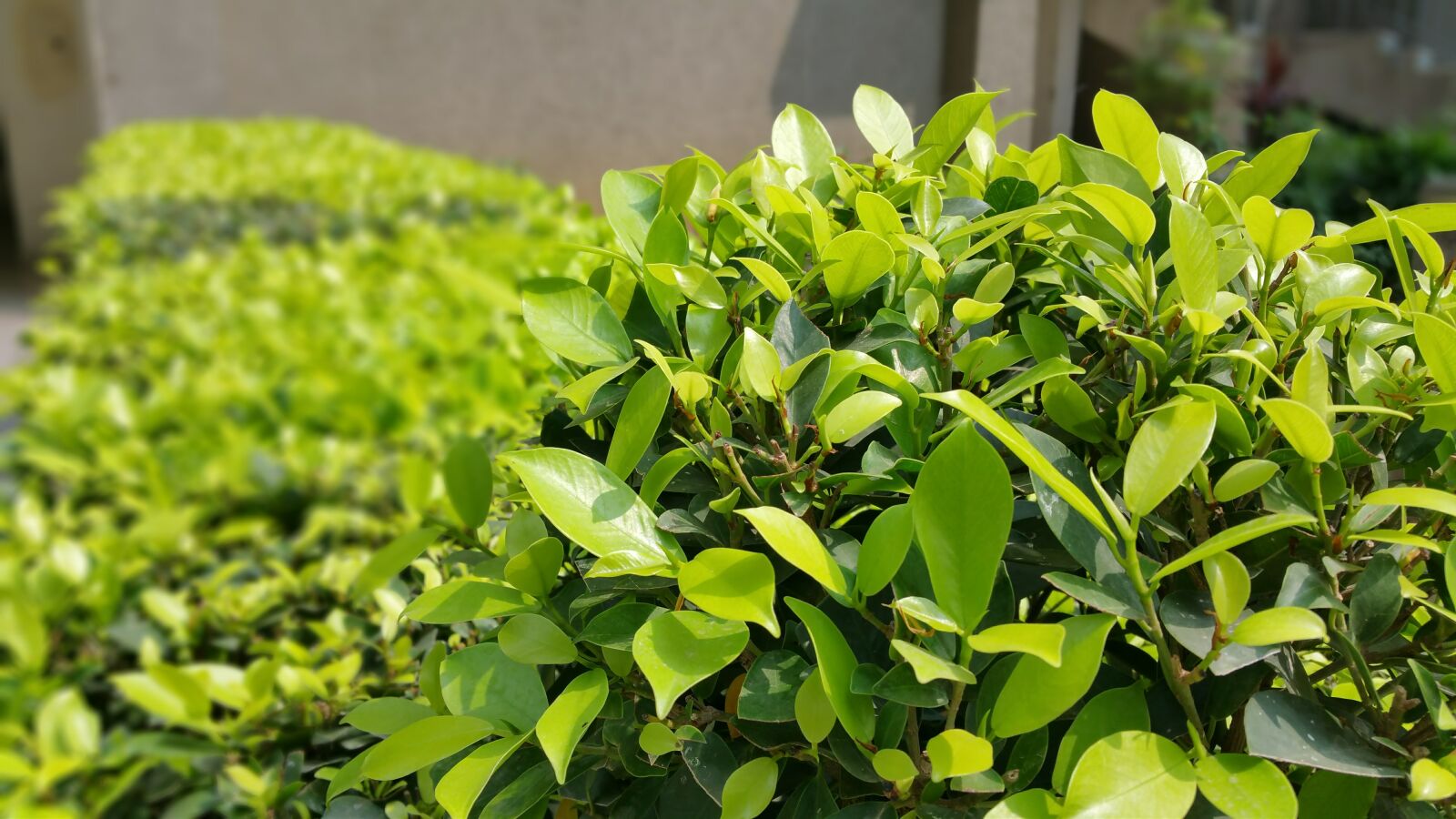Samsung Galaxy Note4 sample photo. Agriculture, beautiful, blur, bright photography