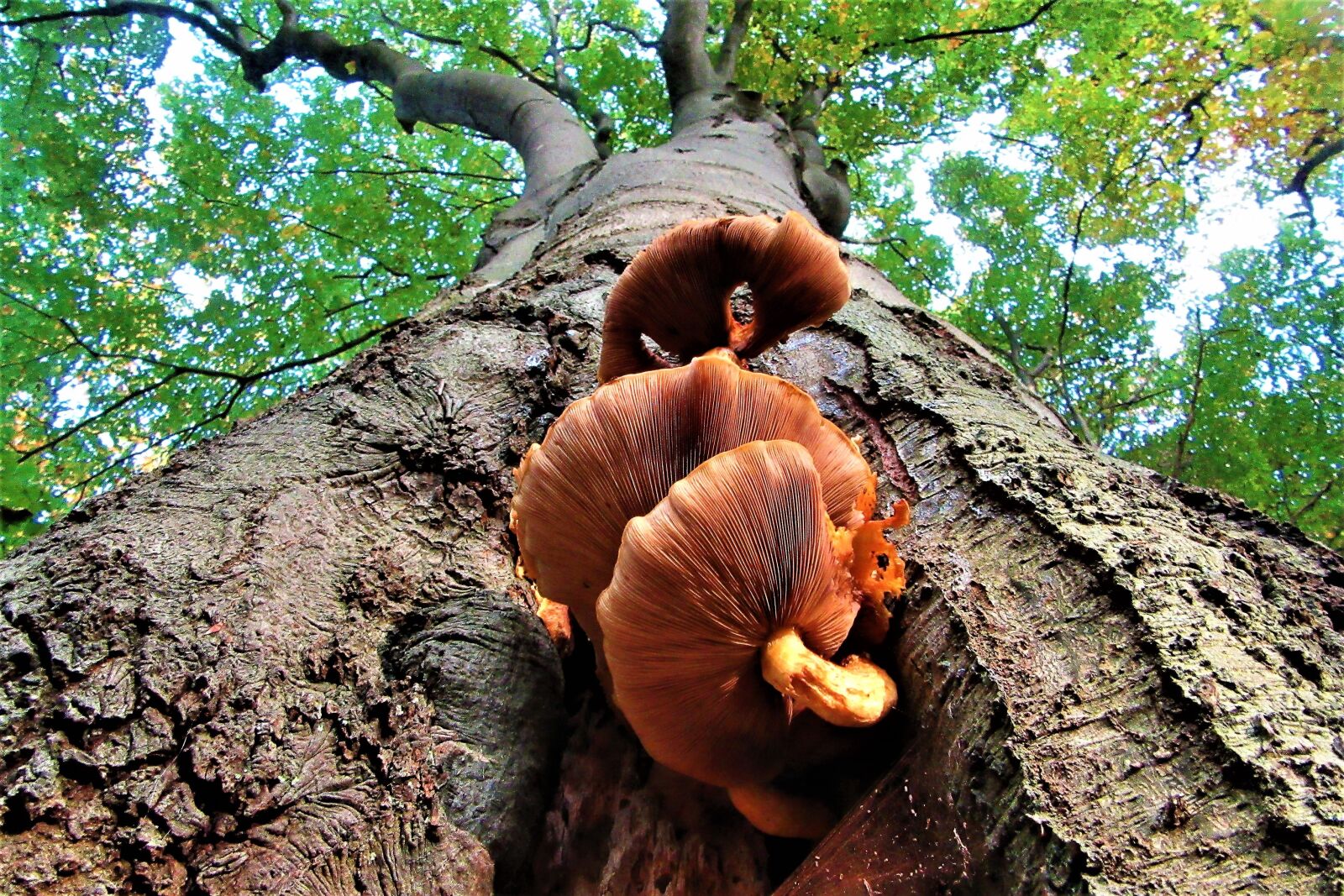 Canon PowerShot SX610 HS sample photo. Tree, mushroom, grow photography