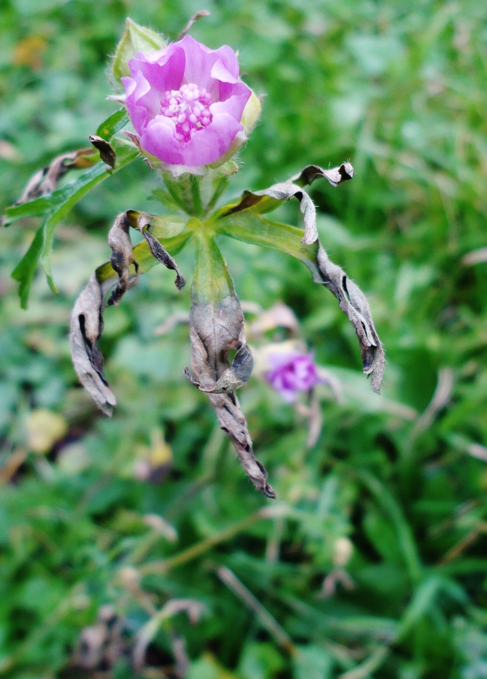 Sony Cyber-shot DSC-W530 sample photo. Flower, pink, damaged photography