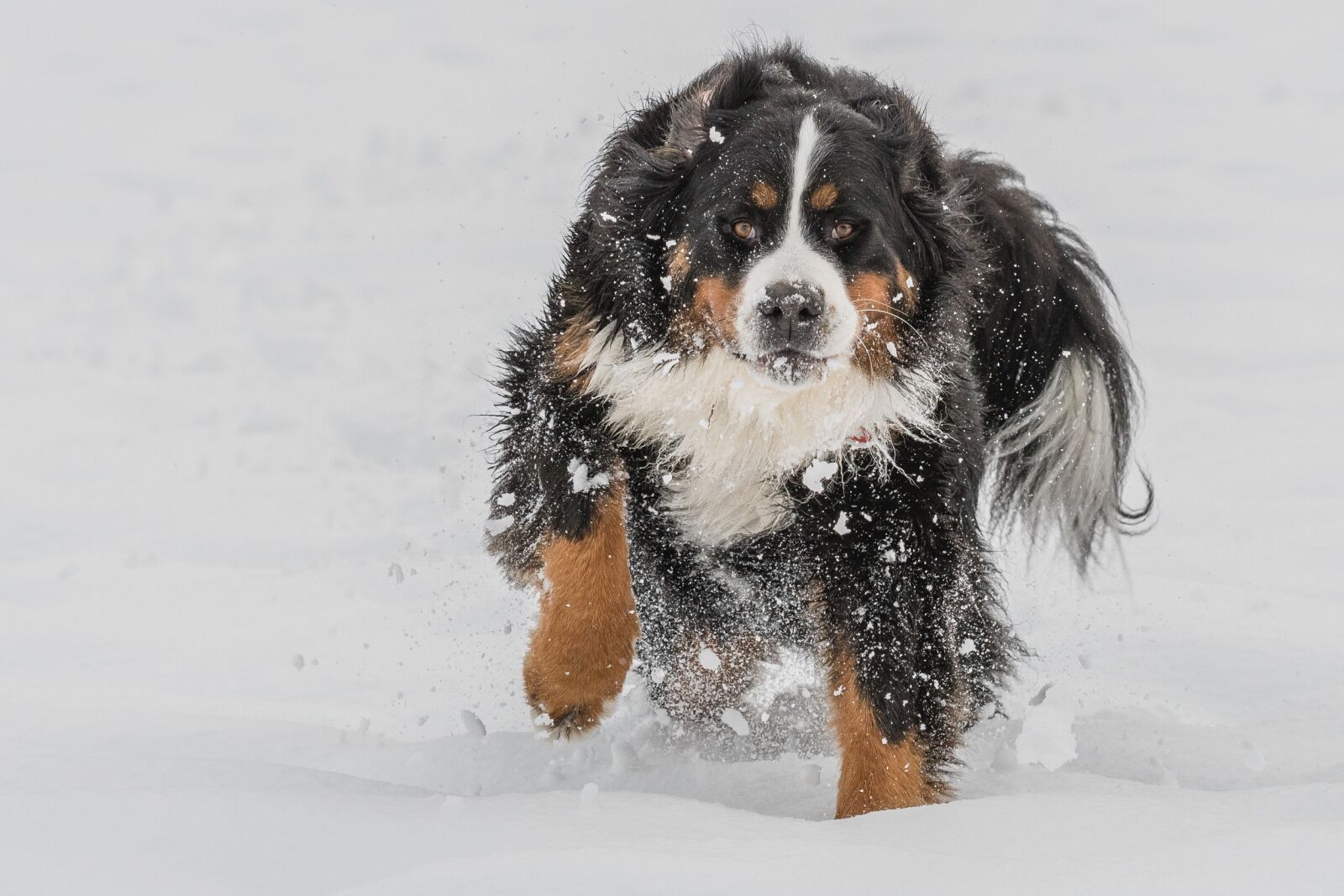 Nikon D500 sample photo. Bernese mountain dog, cute photography
