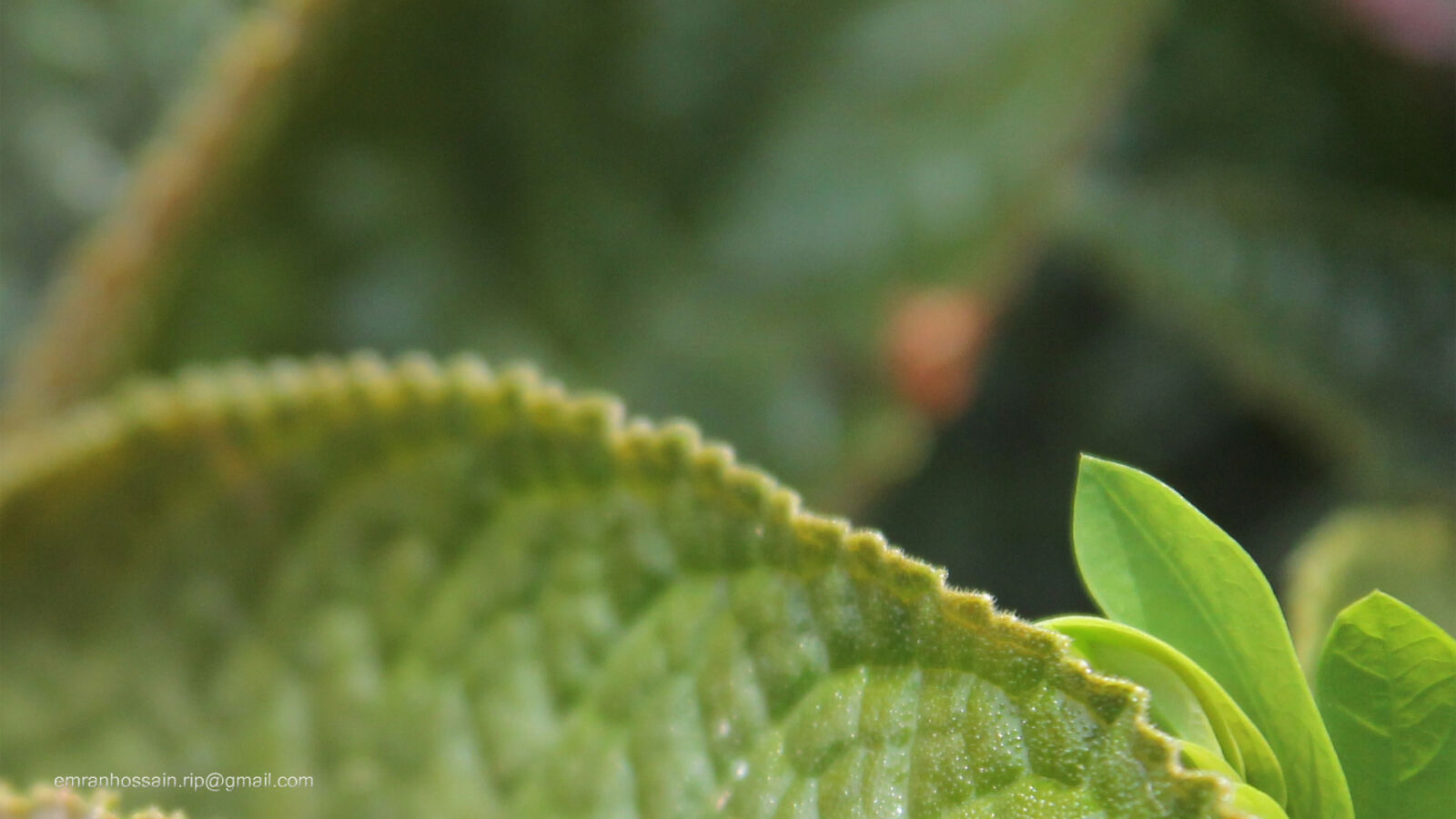 Canon EOS 1100D (EOS Rebel T3 / EOS Kiss X50) sample photo. Naturl, nice, wallpaper photography