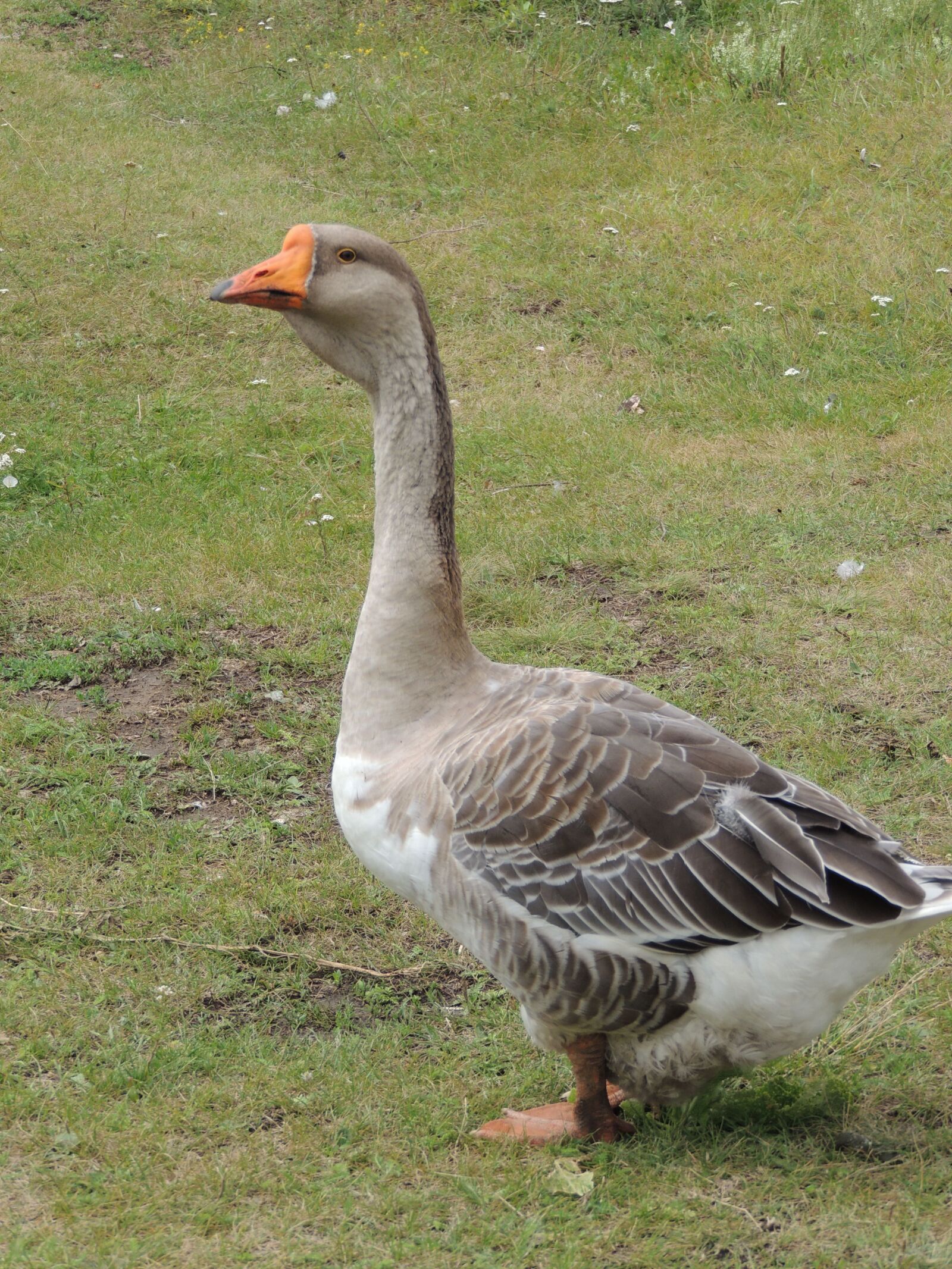 Nikon Coolpix P510 sample photo. Goose, village, summer photography