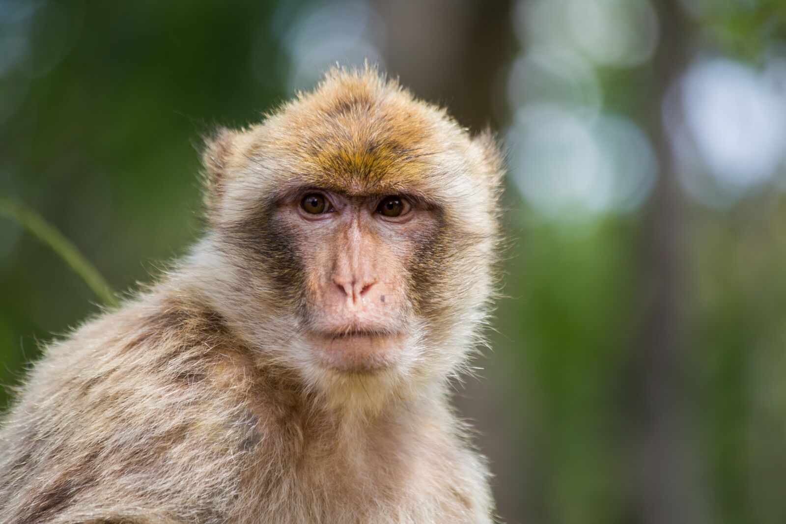 Canon EOS 6D + Canon EF 70-300mm F4-5.6 IS USM sample photo. Barbary ape, close up photography