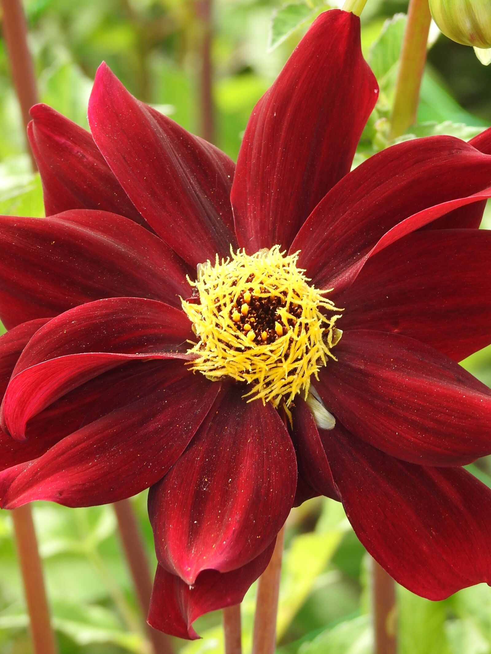 Nikon Coolpix P900 sample photo. Garden, flower, summer flower photography
