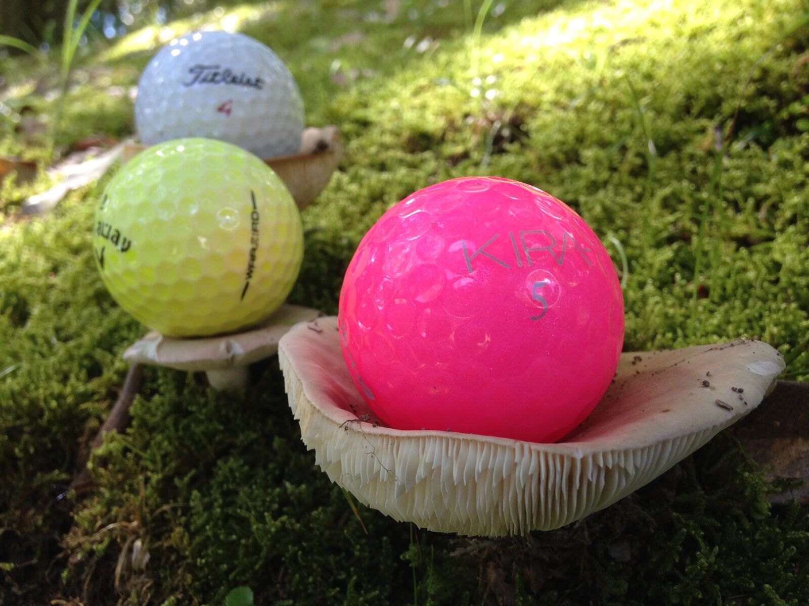 iPhone 5 back camera 4.12mm f/2.4 sample photo. Golf ball, mushroom, woods photography