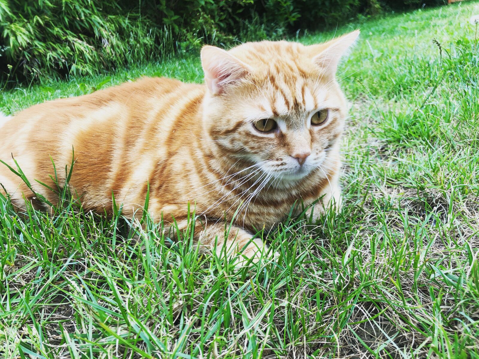 iPhone 8 back camera 3.99mm f/1.8 sample photo. Katze, kätzchen, gustaf photography