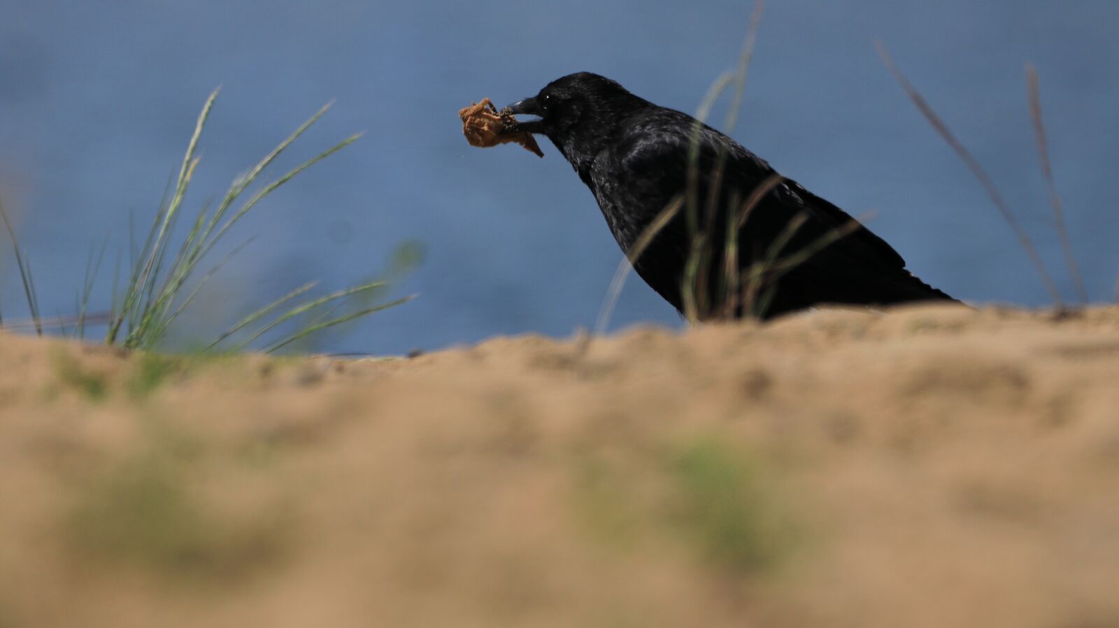 150-600mm F5-6.3 DG OS HSM | Contemporary 015 sample photo. Crow, bird, black photography