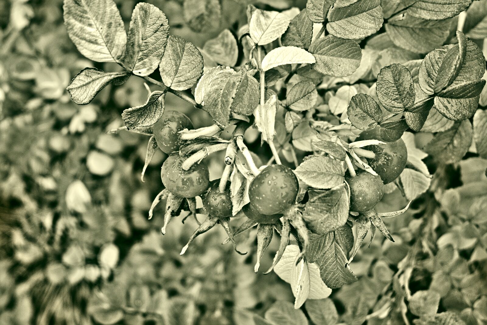 Fujifilm XC 16-50mm F3.5-5.6 OIS II sample photo. Rose hip, the unusually photography
