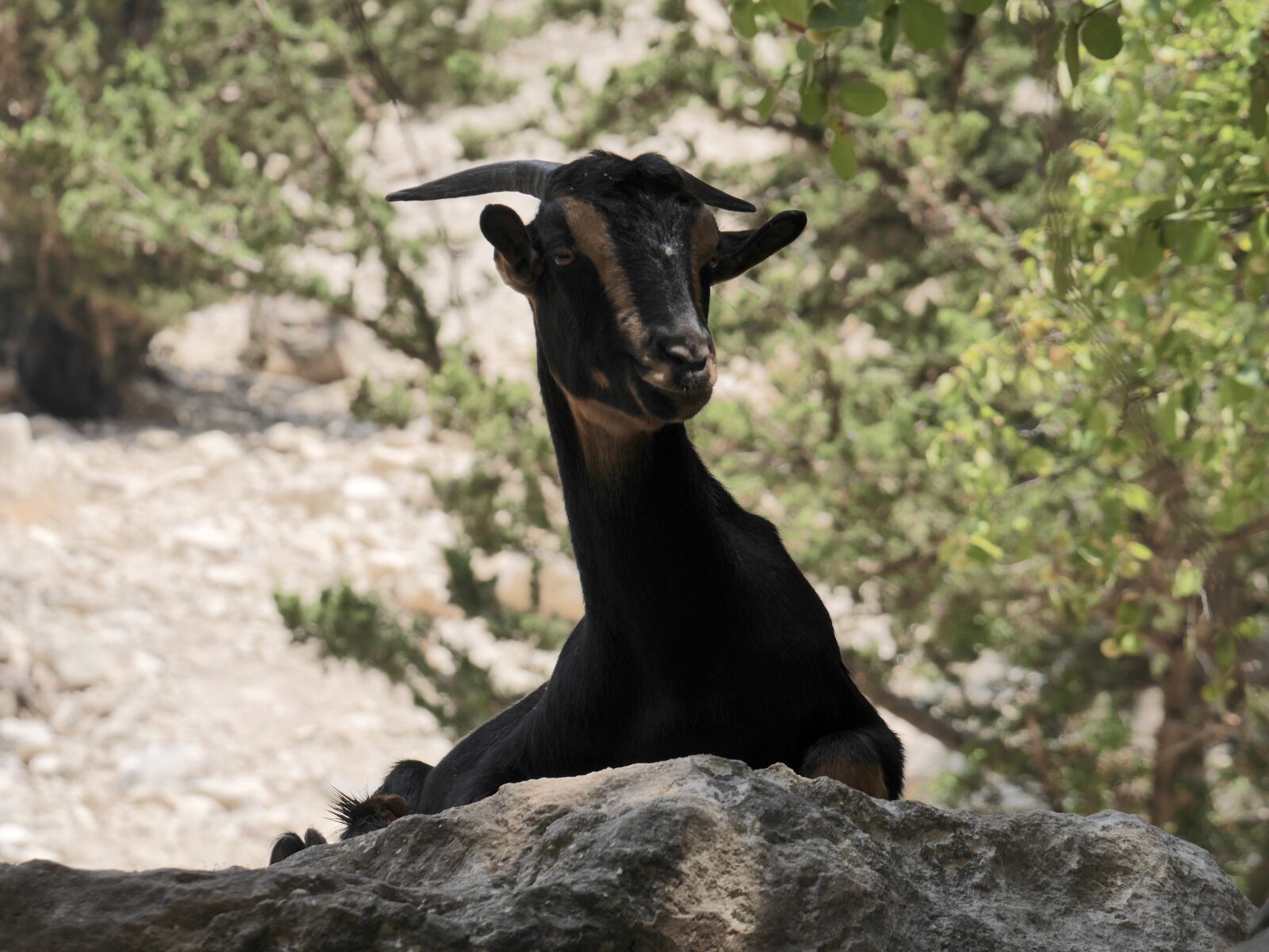 Panasonic Lumix DMC-GX7 sample photo. Goat, cyprus, wilderness photography