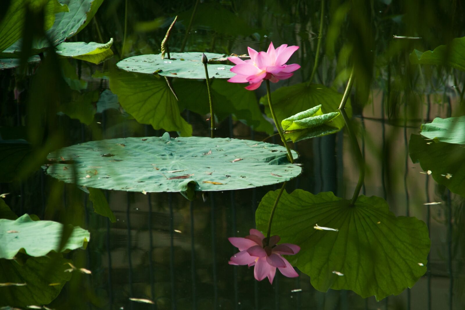 Canon EOS 50D sample photo. Nature, flora, flower photography