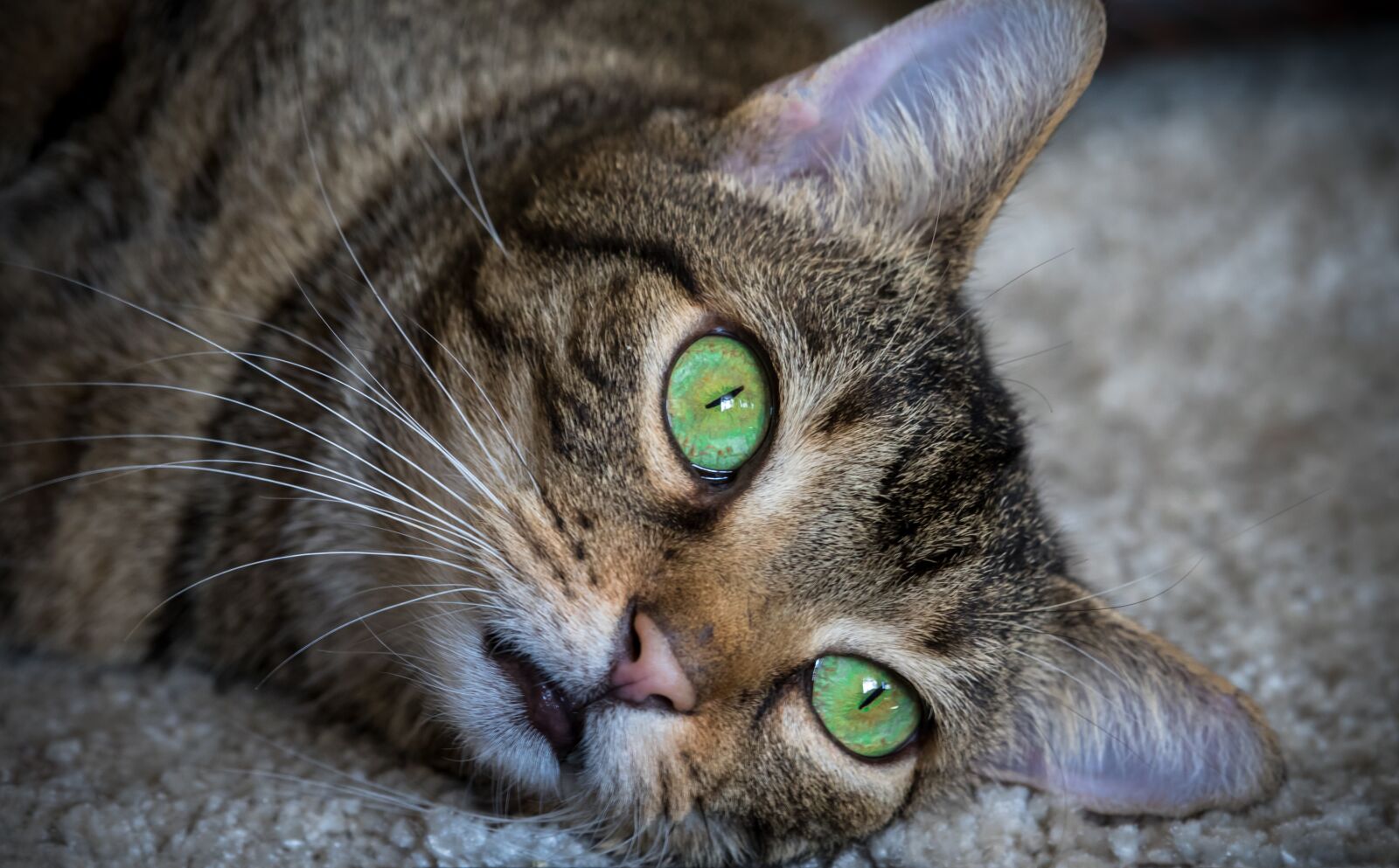 Canon EOS 7D Mark II + Canon EF-S 55-250mm F4-5.6 IS STM sample photo. Cat, animal, green eyes photography