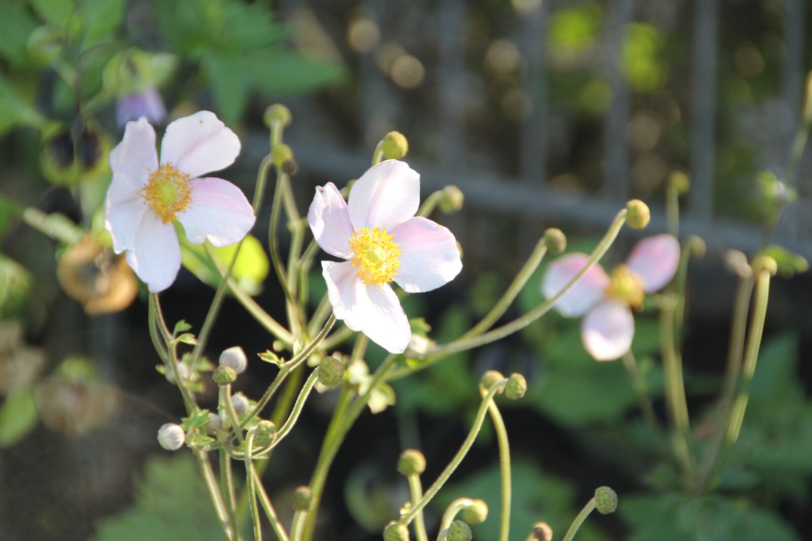 Canon EOS 550D (EOS Rebel T2i / EOS Kiss X4) sample photo. Flower, pink, nature photography
