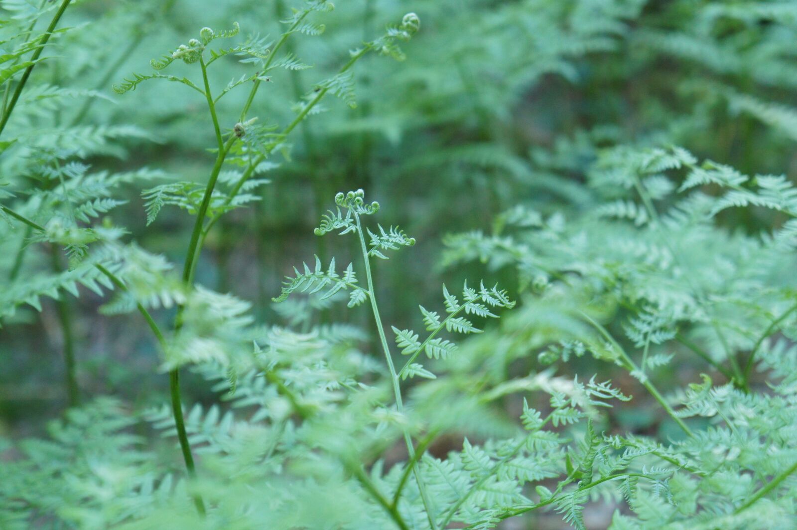 Sony Alpha NEX-C3 sample photo. Green, background, forest photography