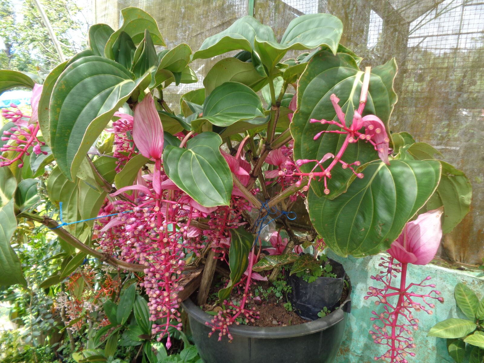 Sony Cyber-shot DSC-W830 sample photo. Flowers, plant, indonesia photography