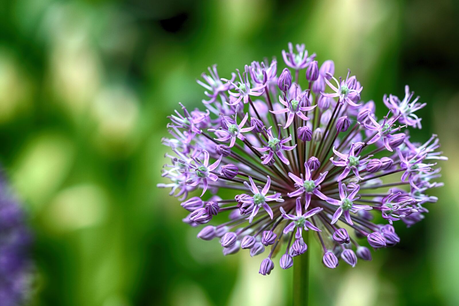 Canon EOS 7D Mark II sample photo. Flower, garden flower, floral photography