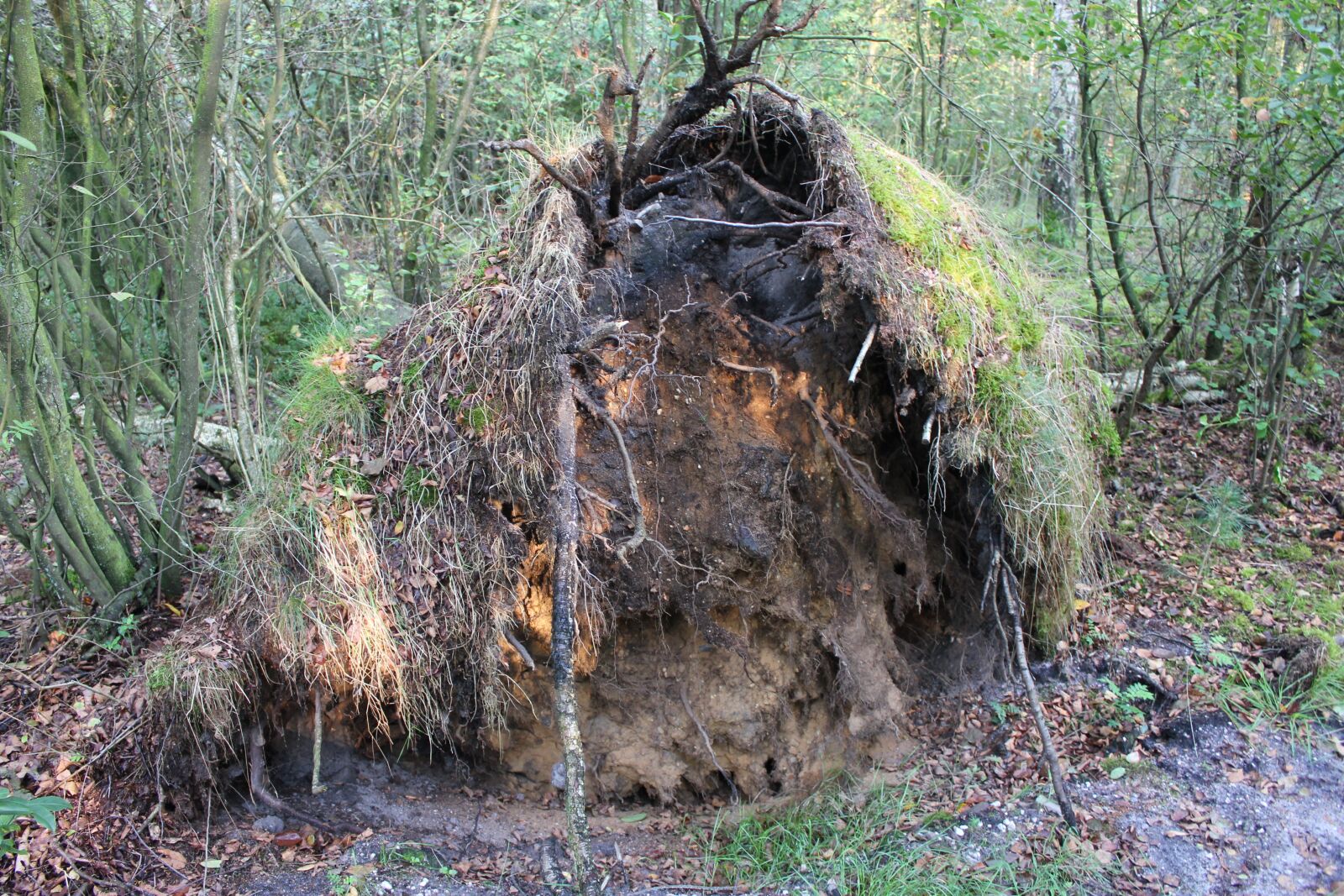 Canon EOS 550D (EOS Rebel T2i / EOS Kiss X4) sample photo. Roots, tree, nature photography