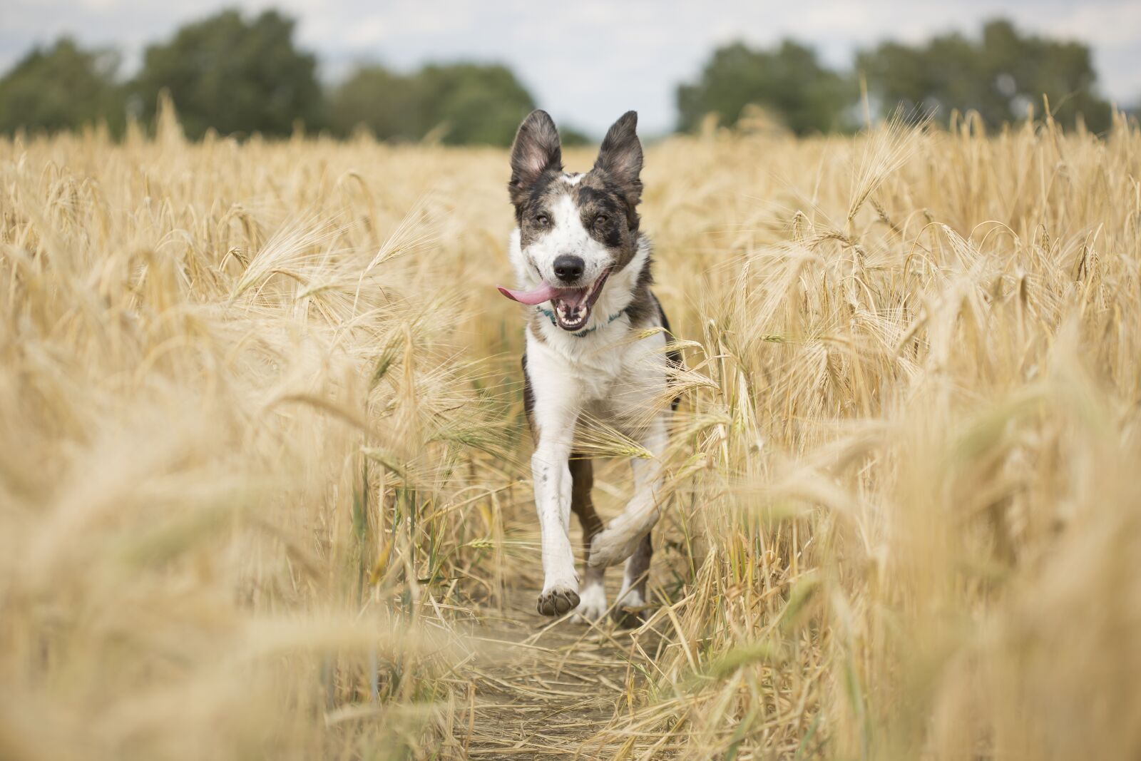 Canon EF 100mm F2.8 Macro USM sample photo. Dog, pet, animal photography