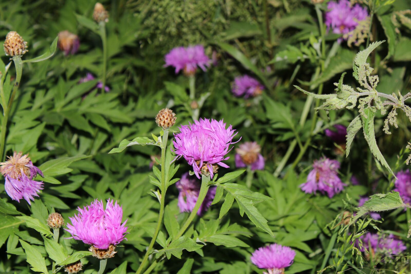 Canon EOS 1300D (EOS Rebel T6 / EOS Kiss X80) sample photo. Flower, nature, garden photography
