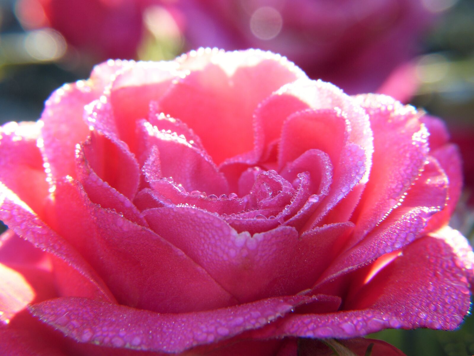 Panasonic Lumix DMC-FZ150 sample photo. Rose, pink, blossom photography