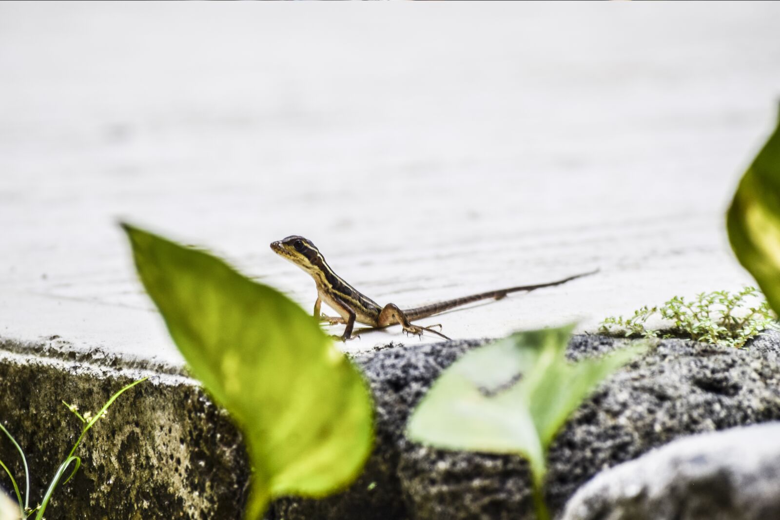Nikon D3300 sample photo. Animal, lizard, reptile photography