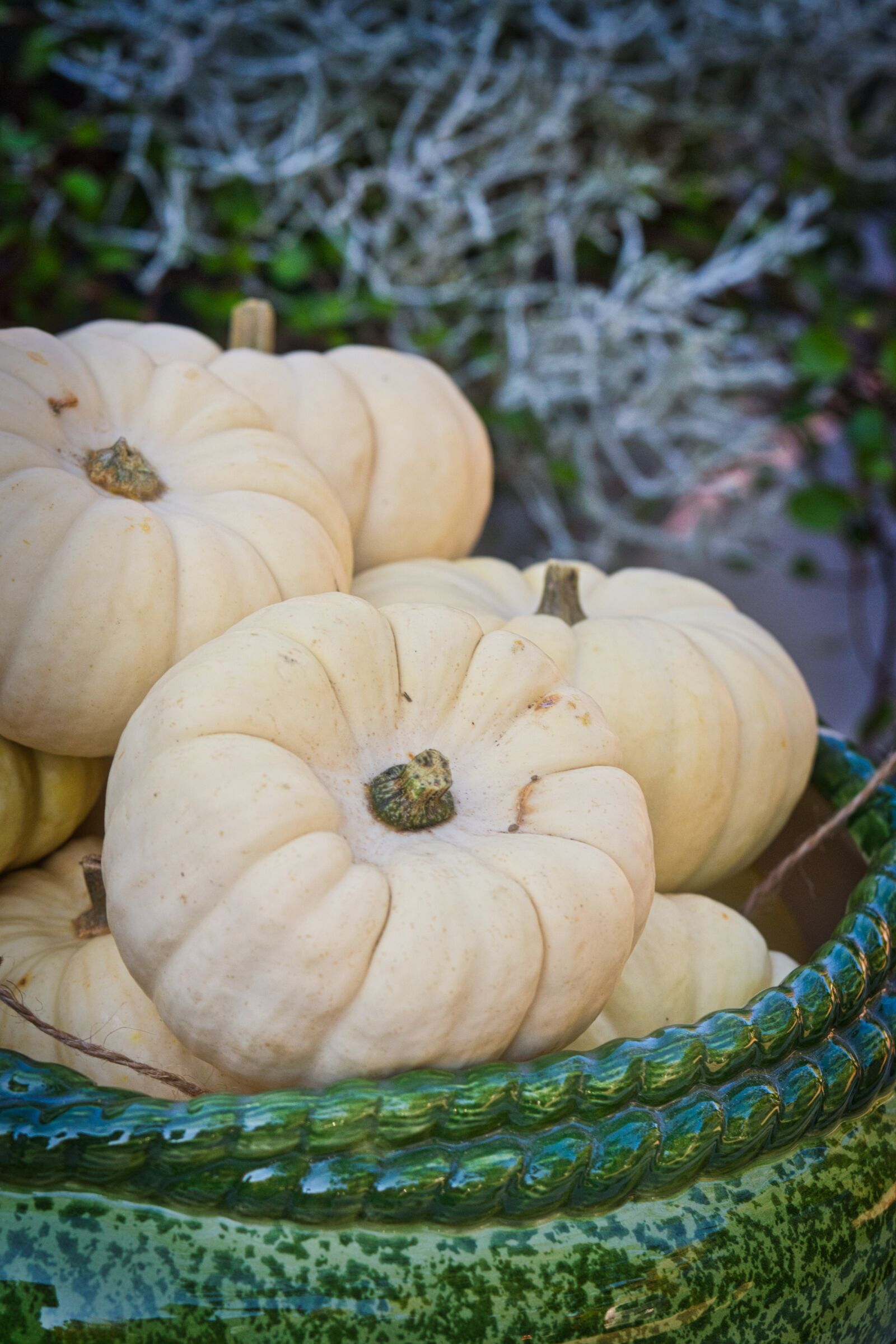Canon EF 70-200mm F4L IS USM sample photo. Gourd, pumpkin, white photography