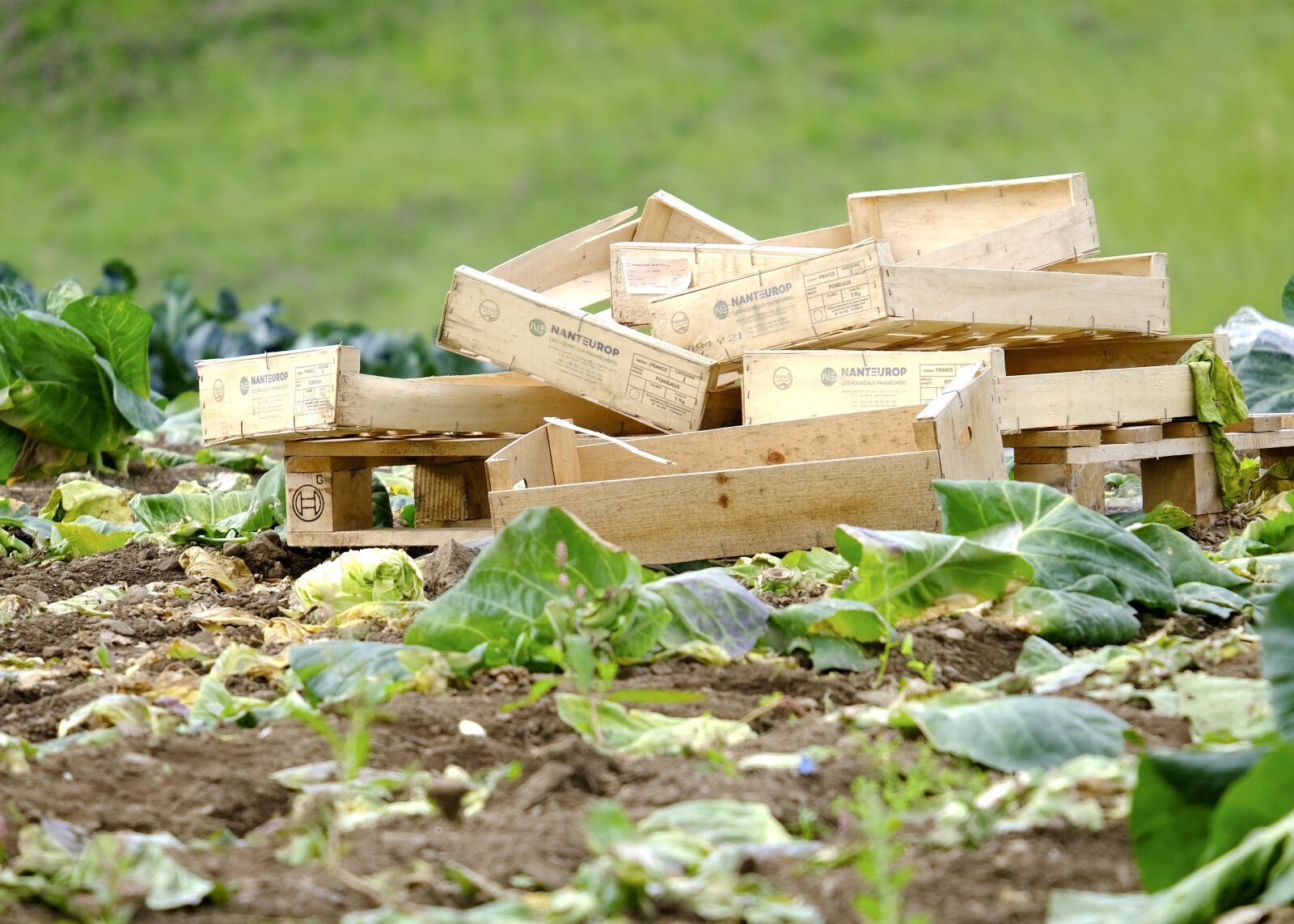 Fujifilm X-T30 + Fujifilm XF 55-200mm F3.5-4.8 R LM OIS sample photo. Cabbage, vegetables, food photography