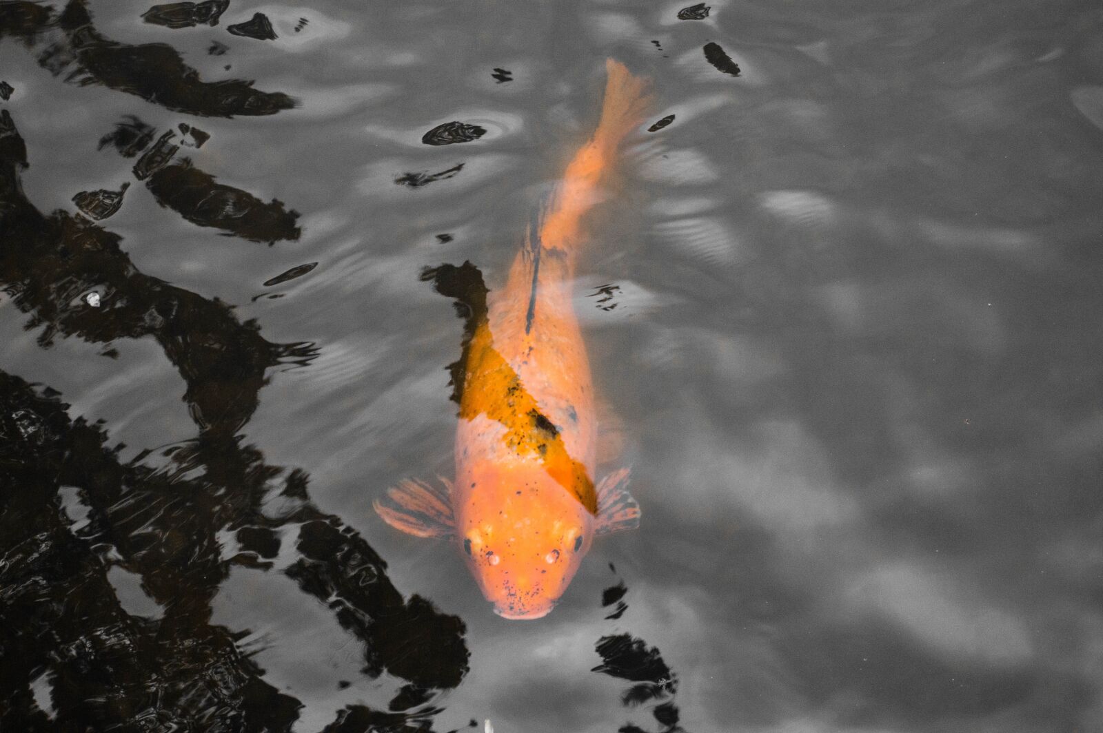 Nikon D3200 sample photo. Koi, fish, pond photography