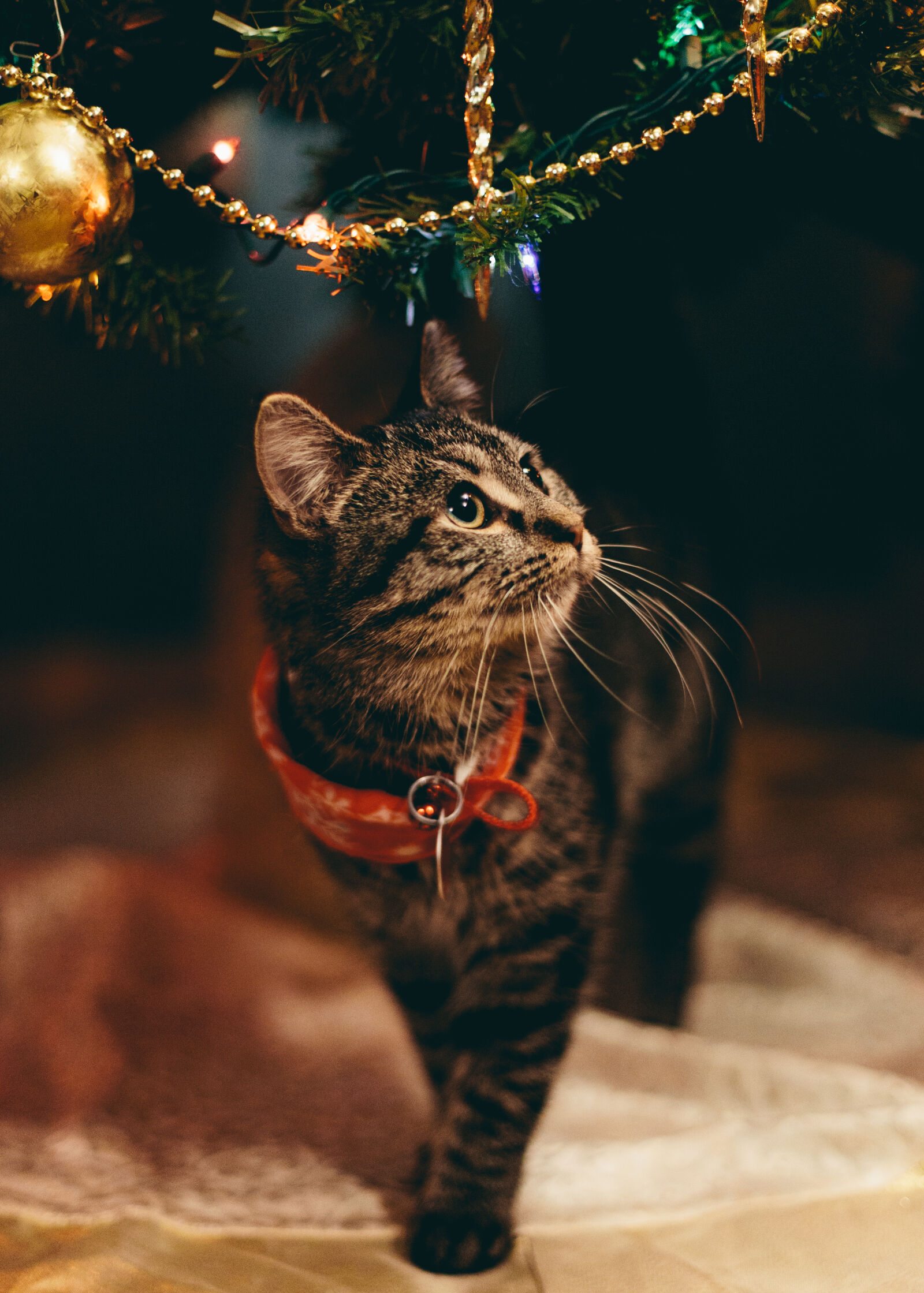 Canon EOS 6D + Canon EF 50mm F1.4 USM sample photo. Cat, christmas, kitten, pet photography