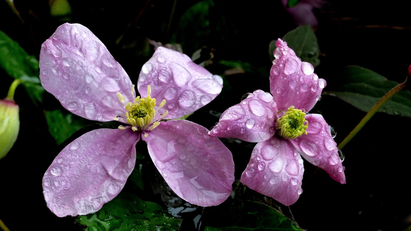 Panasonic Lumix DMC-FZ200 sample photo. Flower, clematis, mountain photography
