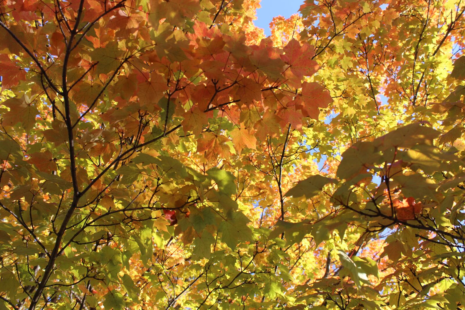 Canon EOS 1200D (EOS Rebel T5 / EOS Kiss X70 / EOS Hi) sample photo. Fall, colors, red photography