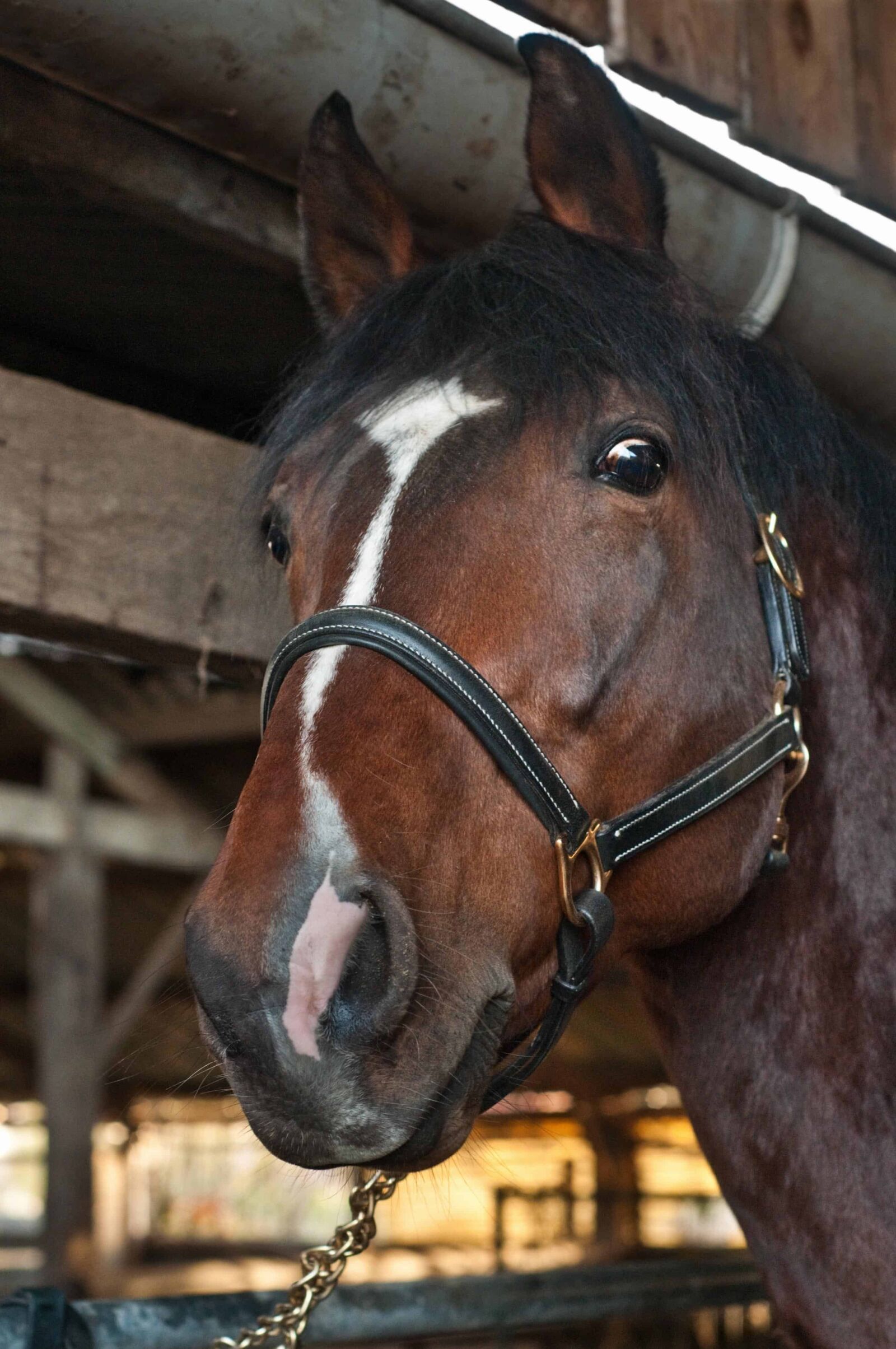 Nikon D300 sample photo. Portrait, cavalry, barn, horse photography