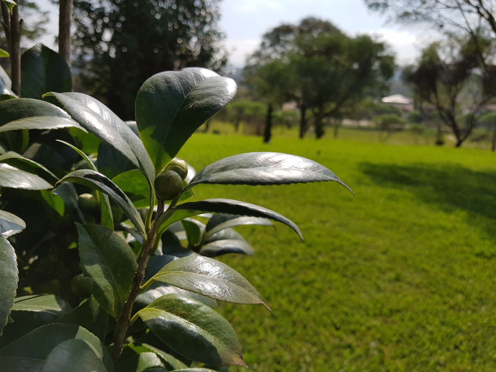 Samsung Galaxy S8 sample photo. Green, plant, park photography
