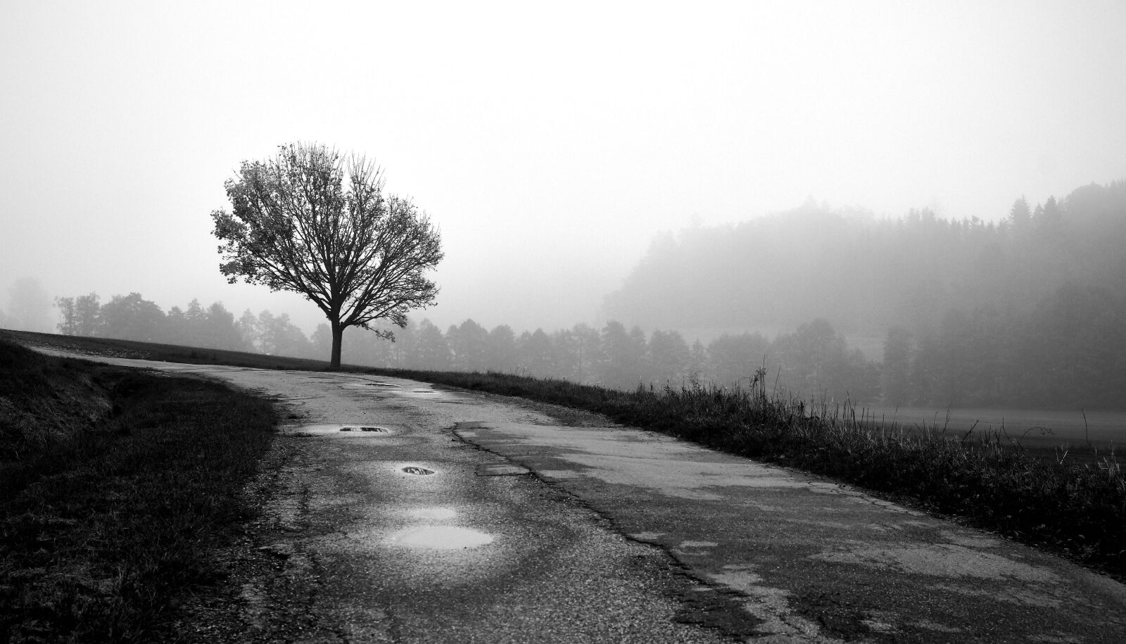 Fujifilm XF 18-55mm F2.8-4 R LM OIS sample photo. Tree, cold, gloomy photography